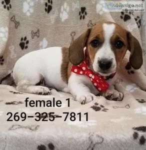 Dachshund mix puppies