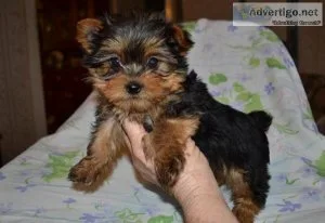 jyy Top Quality Yorkshire terrier puppies