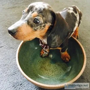 fyty  Dapple Dachshund  puppies Available