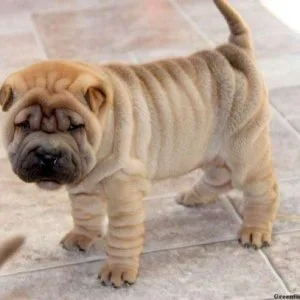 AKC reg. Shar Pei Puppies for sale.