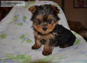 Male %Female Yorkshire terrier puppies