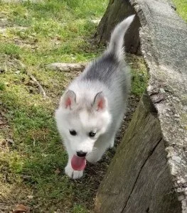 Home Raised Siberian Husky puppies available