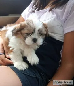 Ready Now AKC Shih Tzu puppies for sale.