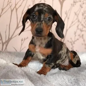 rtjk   Dapple Dachshund  puppies Available