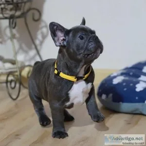 Well Socialized French Bulldog Puppies.