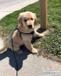 k7uy  Charming Golden Retriever puppies
