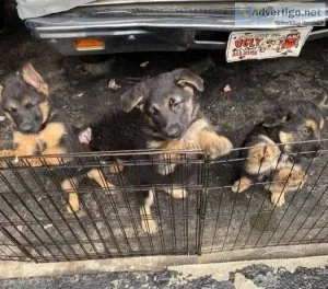 AKC German Shepherd puppies girls and boys