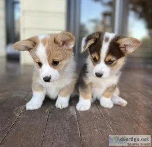 gfyy  Lovely Pembroke Welsh Corgi puppies