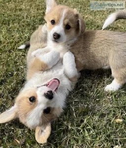 gret Lovely Pembroke Welsh Corgi puppies
