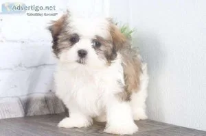 Healthy Mal-Shi puppies for sale.