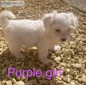 dhr  Available Maltese puppies