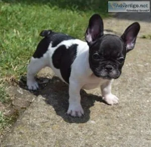 008 FRENCH BULLDOG PUPPIES FOR YOU NOW