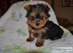 gdrr  Top Quality Yorkshire terrier puppies