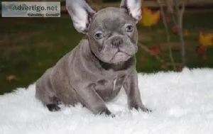 003 FRENCH BULLDOG PUPPIES FOR YOU NOW