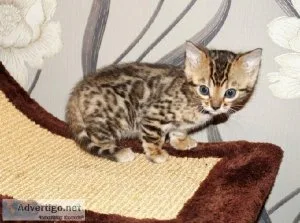 Bengal kittens for sale