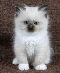 Ragdoll Kittens