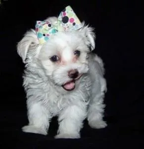 Lovely Toy-Size Maltese Puppies