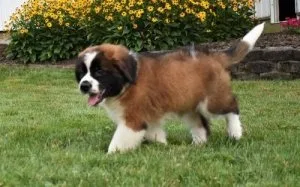 AKC Saint Bernard Puppies.