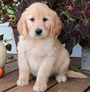 Beautiful Golden Retriever puppies