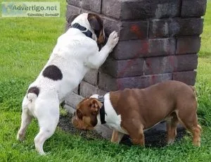 AKC ENGLISH BULLDOG  PUPPIES