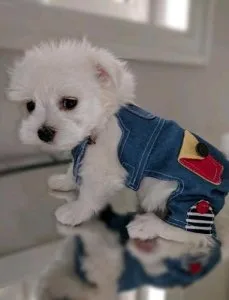 Beautiful female and male Maltese puppies