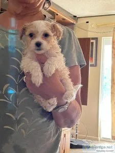 Maltipoo pup