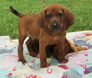 Well socialized Redbone Coonhound puppies for sale.