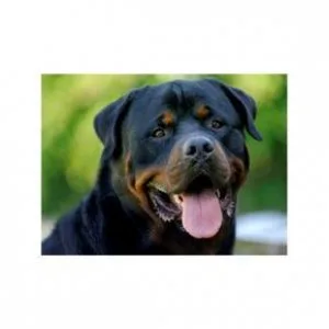 Soothe your Dog s sensitive paw pads 