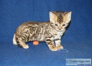 Bengal cats for sale
