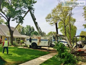 Tree Removal and Firewood Delivery