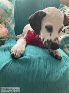AKC Darling Darlington Dalmatian puppies