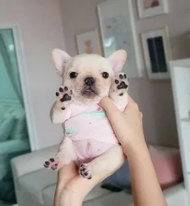 68 FRENCH BULLDOG PUPPIES FOR YOU NOW