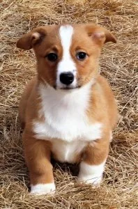 Well Socialized Pembroke Welsh Corgi for sale.