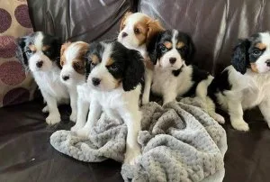 Socialize Cavalier King Charles Puppies
