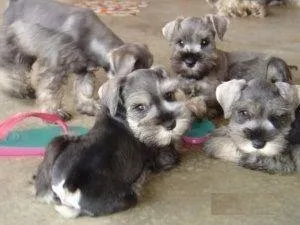 AKC Miniature Schnauzer puppies