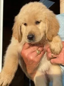 Healthy Golden Retriever puppies
