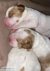 Akc Brittany puppies