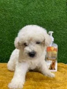 Super Adorable Maltese Puppies 400.00