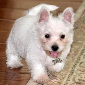 Healthy West Highland White Terrier Puppies Ready