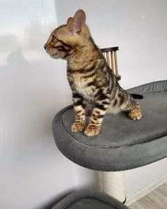 Bengal kittens for sale