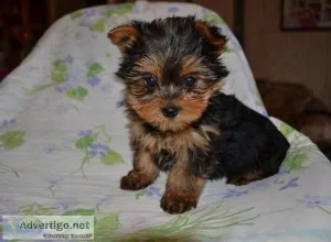 khbh Top Quality Yorkshire terrier puppies