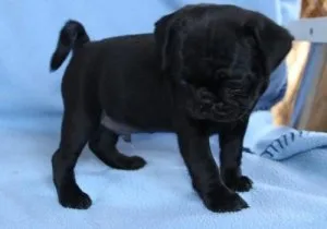 Adorable Pug puppies for sale