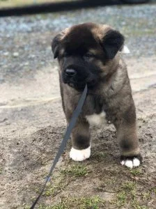 Well socialized Akita puppies for sale.