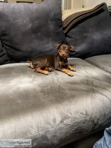 Miniature Pinscher Puppy