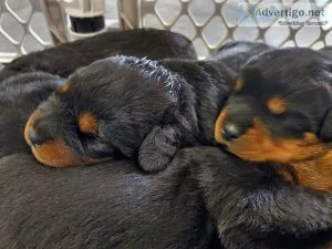 Beautiful Rottweiler puppies