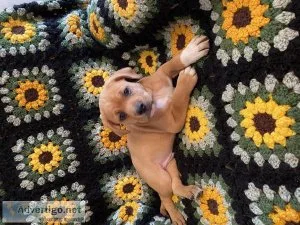 Beautiful Lab Puppy