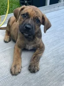 Boxer Mixed Puppy