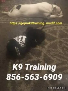 Complete dog control behavior control