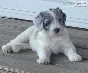 Sheepadoodles puppies