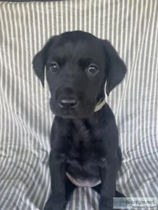 Black AKC Labrador Puppies For Sale